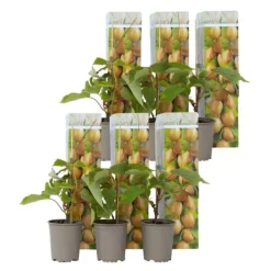 Haveplanter^Kiwi plante - Sæt med 6 - Actinidia deliciosa 'Jenny' - Højde 20-40cm - ⌀9cm