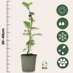 Haveplanter^Kiwi plante - Sæt med 6 - Actinidia deliciosa 'Jenny' - Højde 20-40cm - ⌀9cm