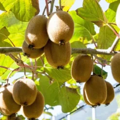 Haveplanter^Kiwi plante - Sæt med 6 - Actinidia deliciosa 'Jenny' - Højde 20-40cm - ⌀9cm
