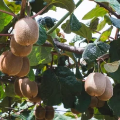 Haveplanter^Kiwi plante - Sæt med 6 - Actinidia deliciosa 'Jenny' - Højde 20-40cm - ⌀9cm