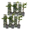 Haveplanter^Klatrehortensia - Sæt 6 - Hydrangea anomale petiolaris - Højde 25-40cm - ⌀9cm