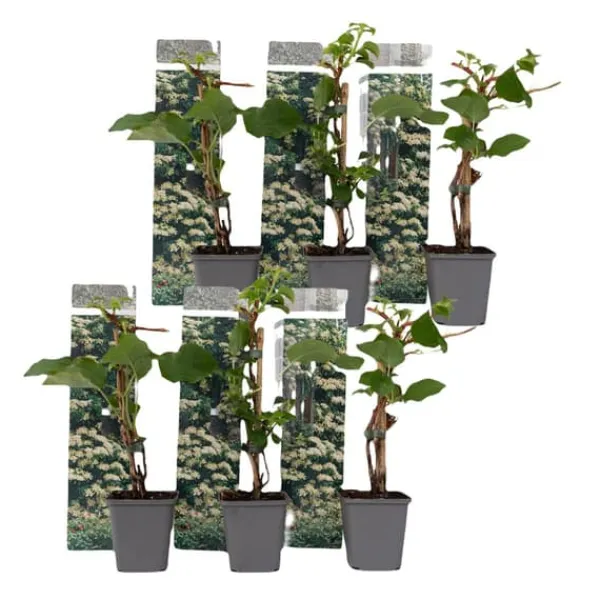 Haveplanter^Klatrehortensia - Sæt 6 - Hydrangea anomale petiolaris - Højde 25-40cm - ⌀9cm