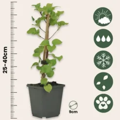 Haveplanter^Klatrehortensia - Sæt 6 - Hydrangea anomale petiolaris - Højde 25-40cm - ⌀9cm