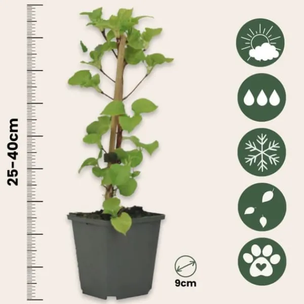 Haveplanter^Klatrehortensia - Sæt 6 - Hydrangea anomale petiolaris - Højde 25-40cm - ⌀9cm