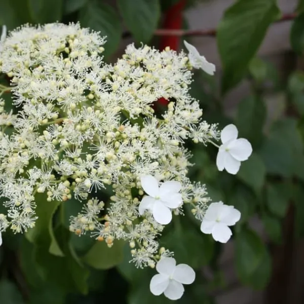 Haveplanter^Klatrehortensia - Sæt 6 - Hydrangea anomale petiolaris - Højde 25-40cm - ⌀9cm