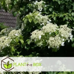 Haveplanter^Klatrehortensia - Sæt 6 - Hydrangea anomale petiolaris - Højde 25-40cm - ⌀9cm