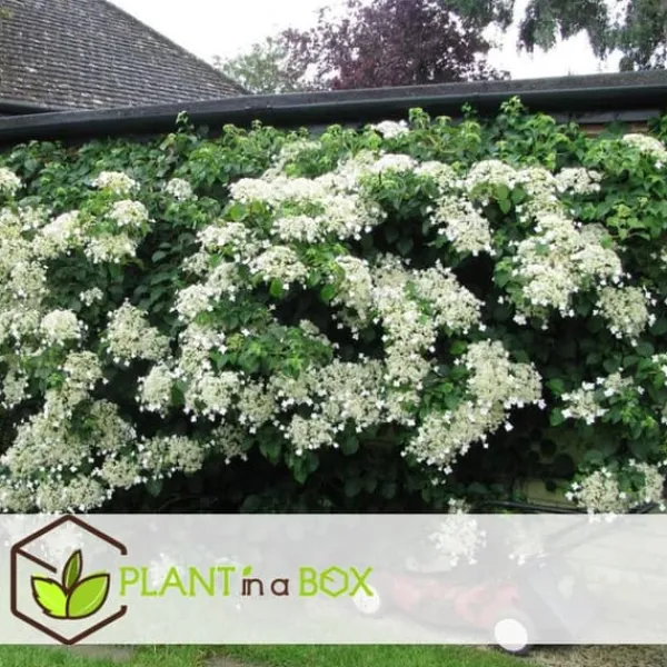 Haveplanter^Klatrehortensia - Sæt 6 - Hydrangea anomale petiolaris - Højde 25-40cm - ⌀9cm