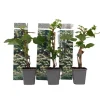 Online Klatrehortensia - Sæt 3 - Hydrangea anomale petiolaris - Højde 25-40cm - ⌀9cm Haveplanter