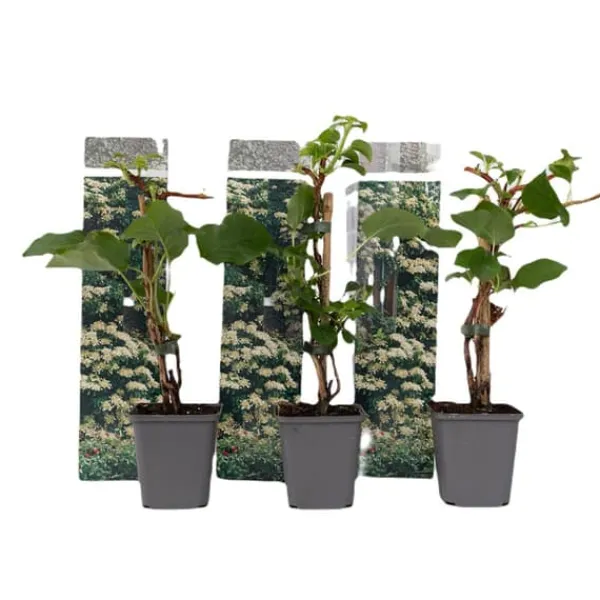 Online Klatrehortensia - Sæt 3 - Hydrangea anomale petiolaris - Højde 25-40cm - ⌀9cm Haveplanter