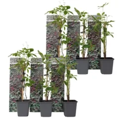 Outlet Klatrevildvin - Sæt med 6 - Parthenocissus quinquefolia - Højde 25-40cm - ⌀9cm Haveplanter