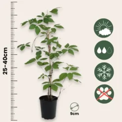 Outlet Klatrevildvin - Sæt med 6 - Parthenocissus quinquefolia - Højde 25-40cm - ⌀9cm Haveplanter