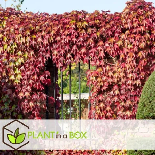 Outlet Klatrevildvin - Sæt med 6 - Parthenocissus quinquefolia - Højde 25-40cm - ⌀9cm Haveplanter