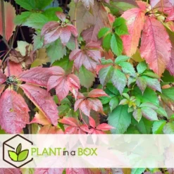 Outlet Klatrevildvin - Sæt med 6 - Parthenocissus quinquefolia - Højde 25-40cm - ⌀9cm Haveplanter