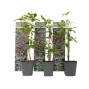 Haveplanter^Klatrevildvin - Sæt med 3 - Parthenocissus quinquefolia - Højde 25-40cm - ⌀9cm