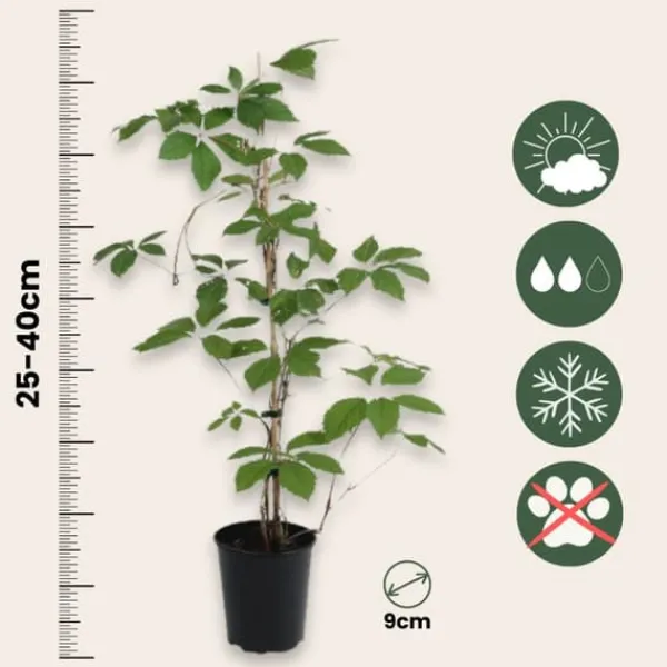 Haveplanter^Klatrevildvin - Sæt med 3 - Parthenocissus quinquefolia - Højde 25-40cm - ⌀9cm