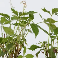 Haveplanter^Klatrevildvin - Sæt med 3 - Parthenocissus quinquefolia - Højde 25-40cm - ⌀9cm