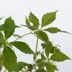 Haveplanter^Klatrevildvin - Sæt med 3 - Parthenocissus quinquefolia - Højde 25-40cm - ⌀9cm