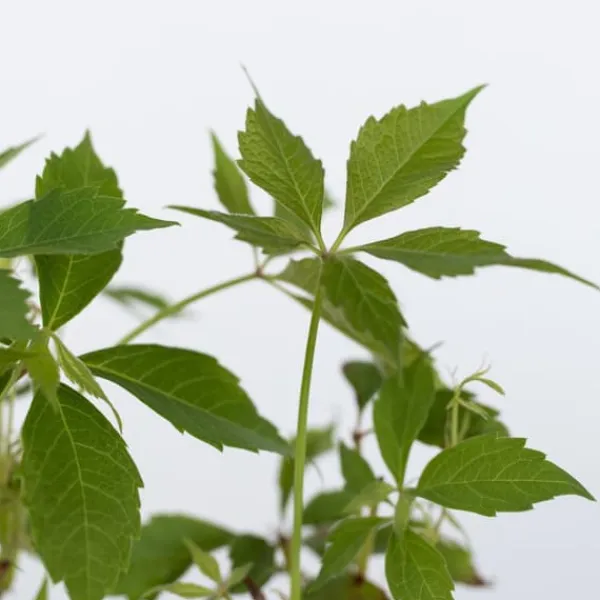 Haveplanter^Klatrevildvin - Sæt med 3 - Parthenocissus quinquefolia - Højde 25-40cm - ⌀9cm
