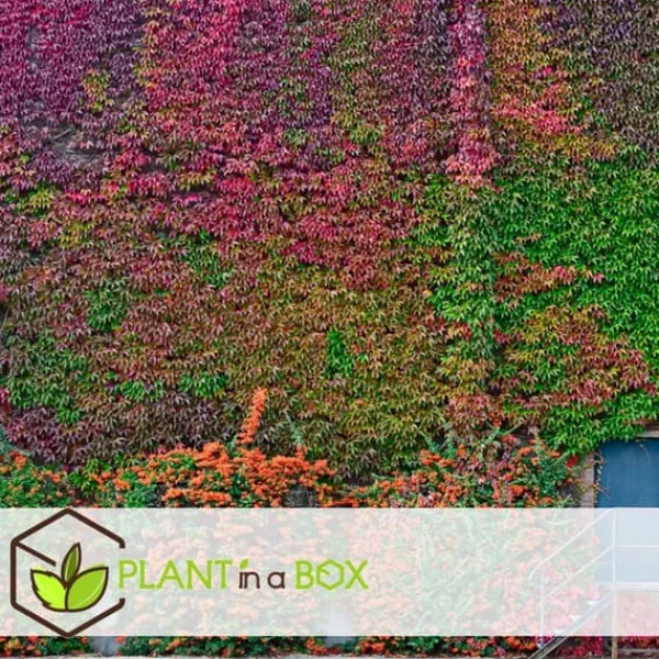Haveplanter^Klatrevildvin - Sæt med 3 - Parthenocissus quinquefolia - Højde 25-40cm - ⌀9cm