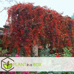 Haveplanter^Klatrevildvin - Sæt med 3 - Parthenocissus quinquefolia - Højde 25-40cm - ⌀9cm