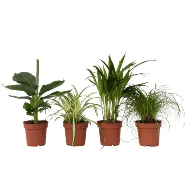 Krukkeplanter Indendørs^Kæledyrsvenlige stueplanter - Sæt 4 - Pet Friendy Mix - Højde 25-40cm - ⌀12cm