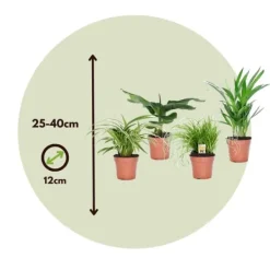 Krukkeplanter Indendørs^Kæledyrsvenlige stueplanter - Sæt 4 - Pet Friendy Mix - Højde 25-40cm - ⌀12cm