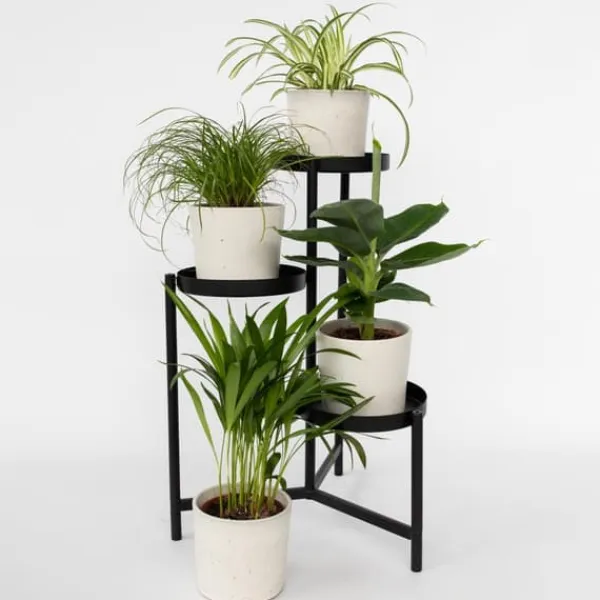 Krukkeplanter Indendørs^Kæledyrsvenlige stueplanter - Sæt 4 - Pet Friendy Mix - Højde 25-40cm - ⌀12cm