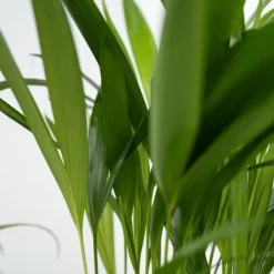 Krukkeplanter Indendørs^Kæledyrsvenlige stueplanter - Sæt 4 - Pet Friendy Mix - Højde 25-40cm - ⌀12cm
