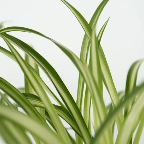 Krukkeplanter Indendørs^Kæledyrsvenlige stueplanter - Sæt 4 - Pet Friendy Mix - Højde 25-40cm - ⌀12cm