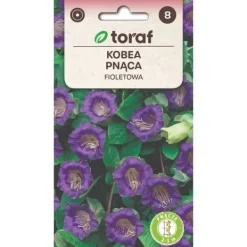 New Klokkevin frø lilla - hurtigtvoksende klatreplante med store klokkeformede blomster Frø