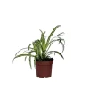 New Klorofytum - Chlorophytum comosum 'Atlantic' - Højde 25-40cm - Pot 12cm Krukkeplanter Indendørs