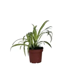 New Klorofytum - Chlorophytum comosum 'Atlantic' - Højde 25-40cm - Pot 12cm Krukkeplanter Indendørs