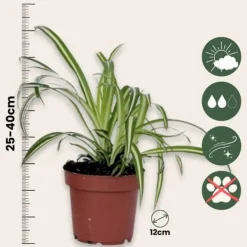New Klorofytum - Chlorophytum comosum 'Atlantic' - Højde 25-40cm - Pot 12cm Krukkeplanter Indendørs