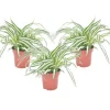 Krukkeplanter Indendørs^Klorofytum - Sæt med 3 - Chlorophytum comosum 'Atlantic' - Højde 25-40cm - ⌀12cm