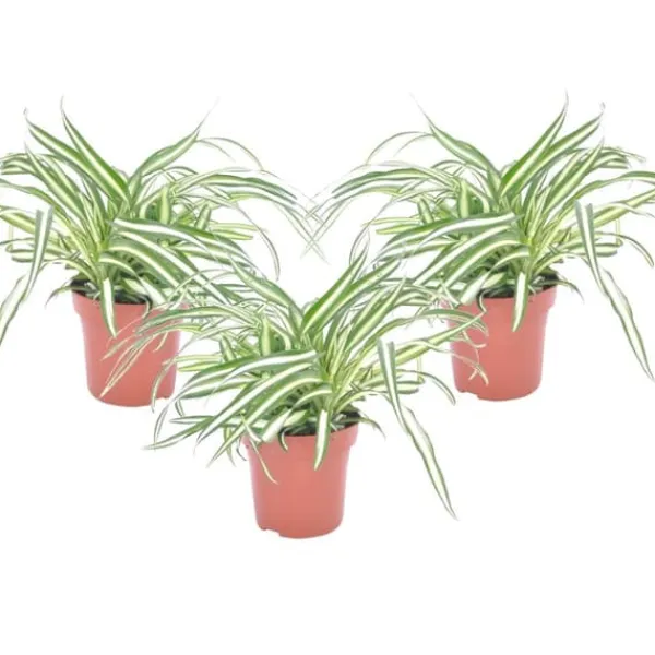 Krukkeplanter Indendørs^Klorofytum - Sæt med 3 - Chlorophytum comosum 'Atlantic' - Højde 25-40cm - ⌀12cm