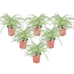 Best Klorofytum - Sæt med 6 - Chlorophytum comosum 'Atlantic' - Højde 25-40cm - ⌀12cm Krukkeplanter Indendørs