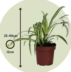 Best Klorofytum - Sæt med 6 - Chlorophytum comosum 'Atlantic' - Højde 25-40cm - ⌀12cm Krukkeplanter Indendørs