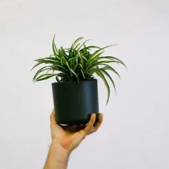 Best Klorofytum - Sæt med 6 - Chlorophytum comosum 'Atlantic' - Højde 25-40cm - ⌀12cm Krukkeplanter Indendørs
