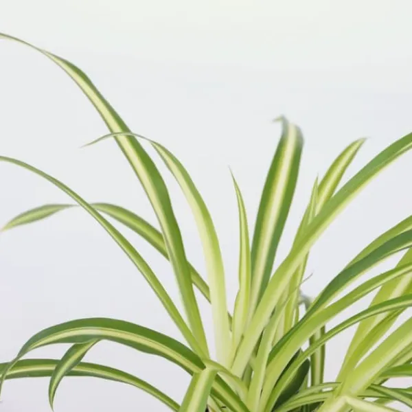 Best Klorofytum - Sæt med 6 - Chlorophytum comosum 'Atlantic' - Højde 25-40cm - ⌀12cm Krukkeplanter Indendørs