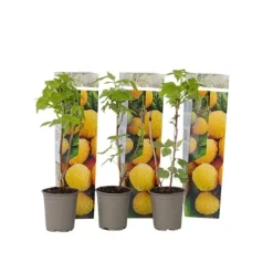 Discount Kompakt sommerhindbær - Sæt 3 - Rubus idaeus 'Fallgold' - Højde 25-40cm - ⌀9cm Buskads