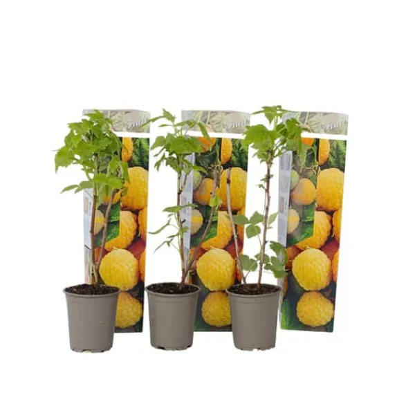 Discount Kompakt sommerhindbær - Sæt 3 - Rubus idaeus 'Fallgold' - Højde 25-40cm - ⌀9cm Buskads