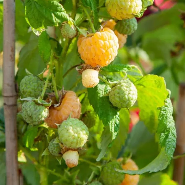 Discount Kompakt sommerhindbær - Sæt 3 - Rubus idaeus 'Fallgold' - Højde 25-40cm - ⌀9cm Buskads