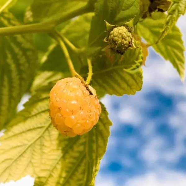 Discount Kompakt sommerhindbær - Sæt 3 - Rubus idaeus 'Fallgold' - Højde 25-40cm - ⌀9cm Buskads