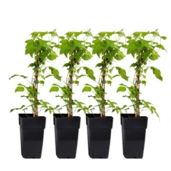 Buskads^Kompakt sommerhindbær - Sæt med 4 - Rubus idaeus - Højde 50-60cm - ⌀15cm