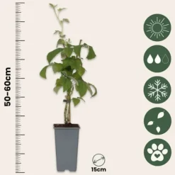 Buskads^Kompakt sommerhindbær - Sæt med 4 - Rubus idaeus - Højde 50-60cm - ⌀15cm