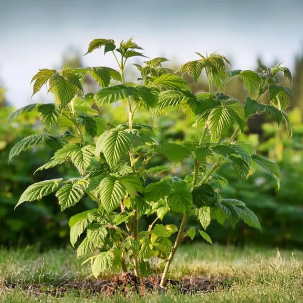 Buskads^Kompakt sommerhindbær - Sæt med 4 - Rubus idaeus - Højde 50-60cm - ⌀15cm