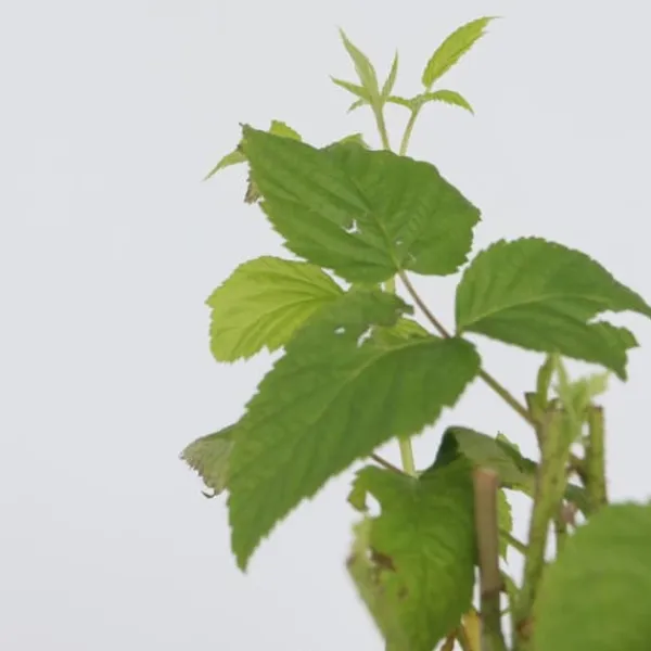 Buskads^Kompakt sommerhindbær - Sæt med 4 - Rubus idaeus - Højde 50-60cm - ⌀15cm