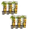 Buskads^Kompakt sommerhindbær - Sæt 6 - Rubus idaeus 'Fallgold' - Højde 25-40cm - ⌀9cm