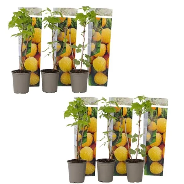 Buskads^Kompakt sommerhindbær - Sæt 6 - Rubus idaeus 'Fallgold' - Højde 25-40cm - ⌀9cm