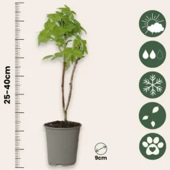 Buskads^Kompakt sommerhindbær - Sæt 6 - Rubus idaeus 'Fallgold' - Højde 25-40cm - ⌀9cm